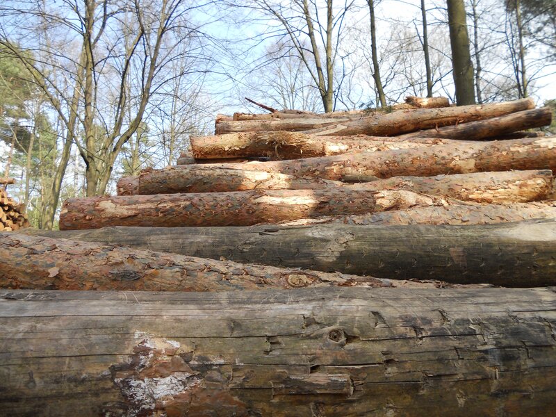 Stacked Logs in Forest — Brown, Natural, Autumn