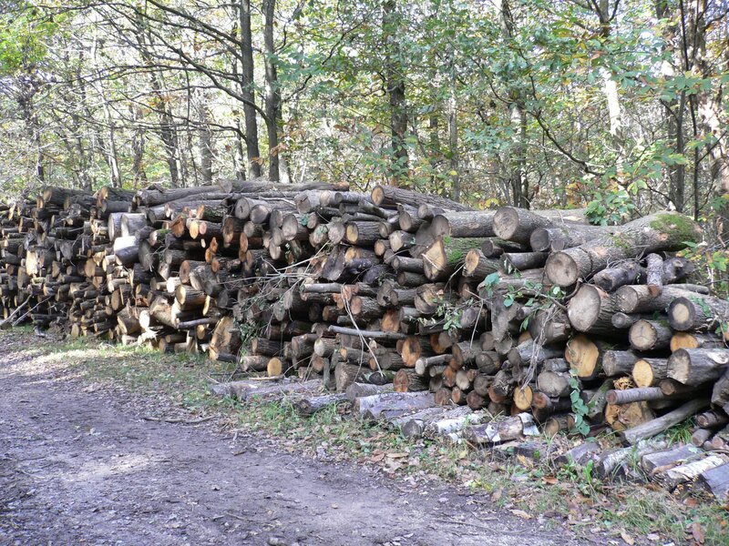 Stacked Logs in Forest — Brown, Natural