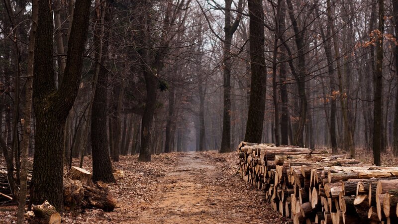 Stacked Logs in Forest — Brown, Somber, Autumn, Photograph