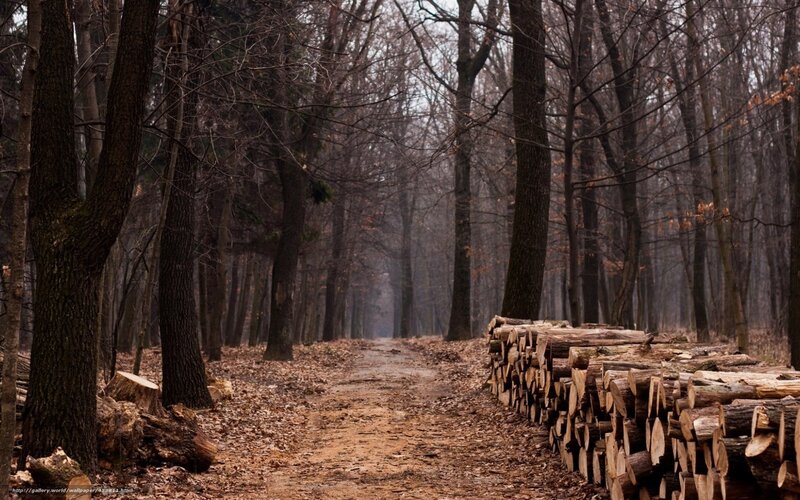 Stacked Logs in Forest — Brown, Somber, Autumn, Photograph, Trees, Path