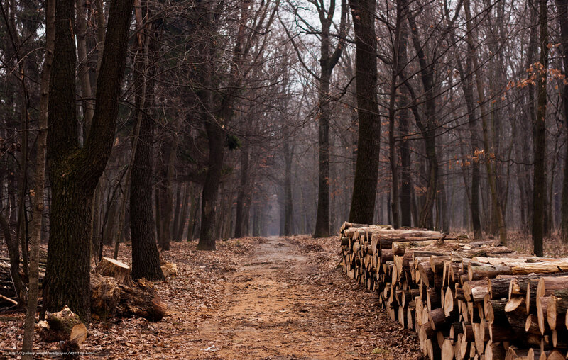 Stacked Logs in Forest — Brown, Somber, Autumn, Photograph, Trees