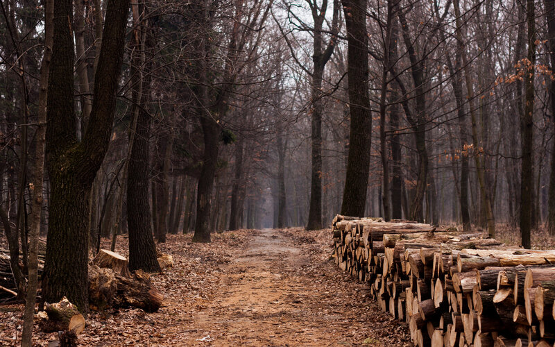 Stacked Logs in Forest — Brown, Somber