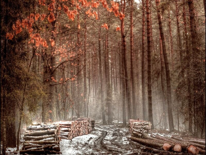 Stacked Logs in Forest — Brown