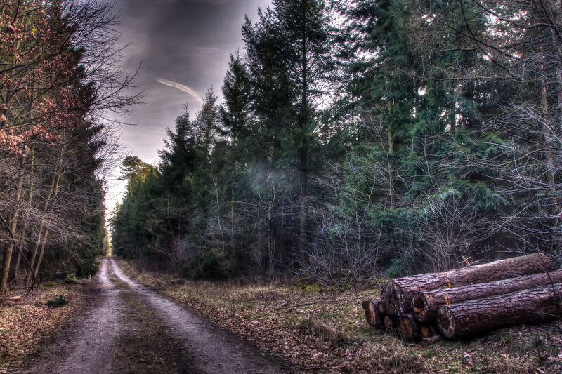 Stacked Logs in Forest — Green