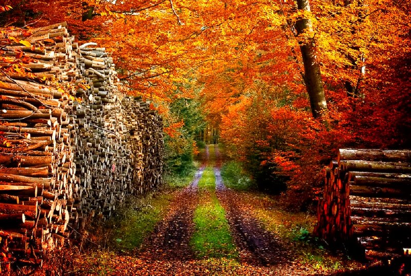 Stacked Logs in Forest — Orange