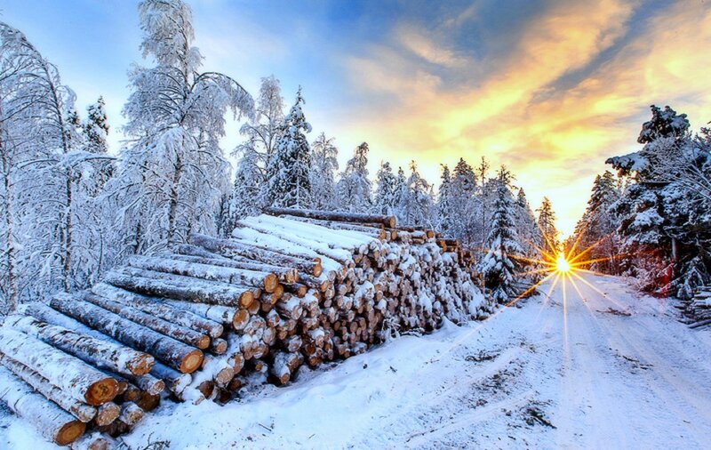 Stacked Logs in Snow — White