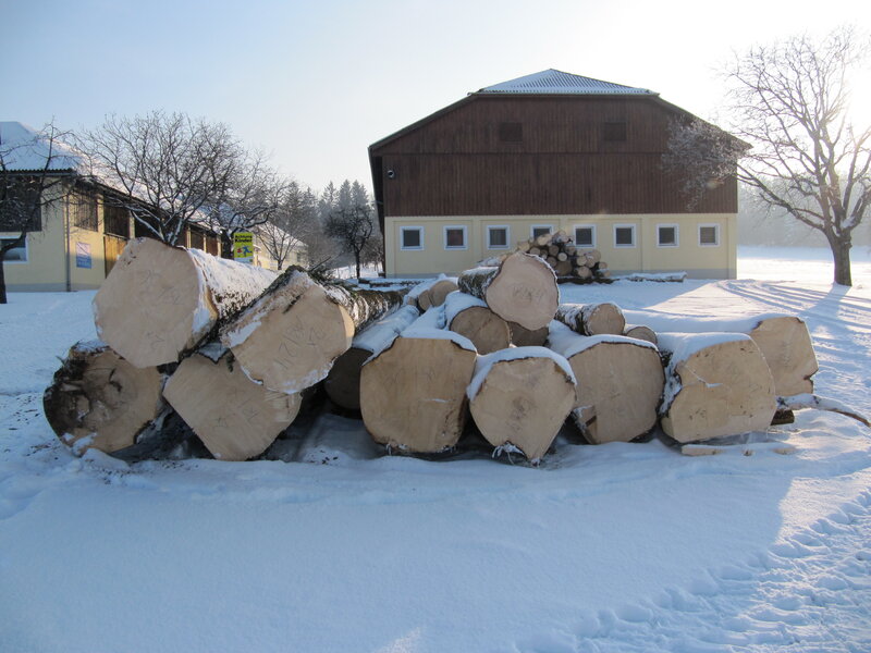 Stacked logs in snowy yard
