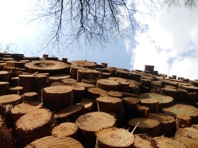 stacked logs under sky