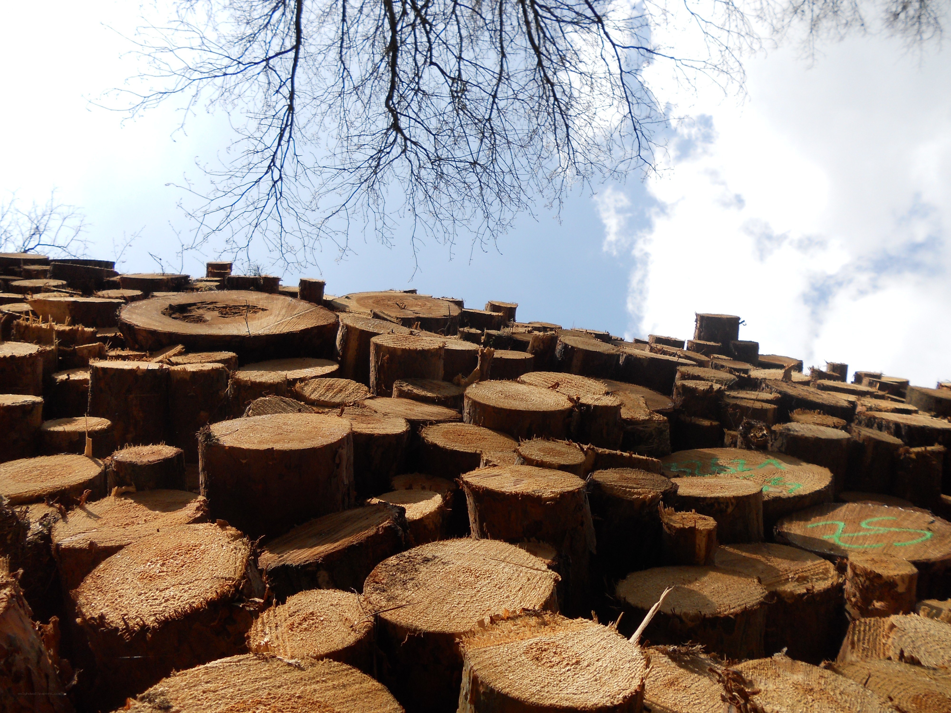 stacked logs under sky