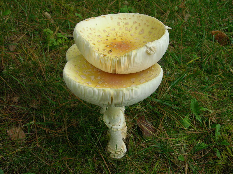stacked mushrooms in grass