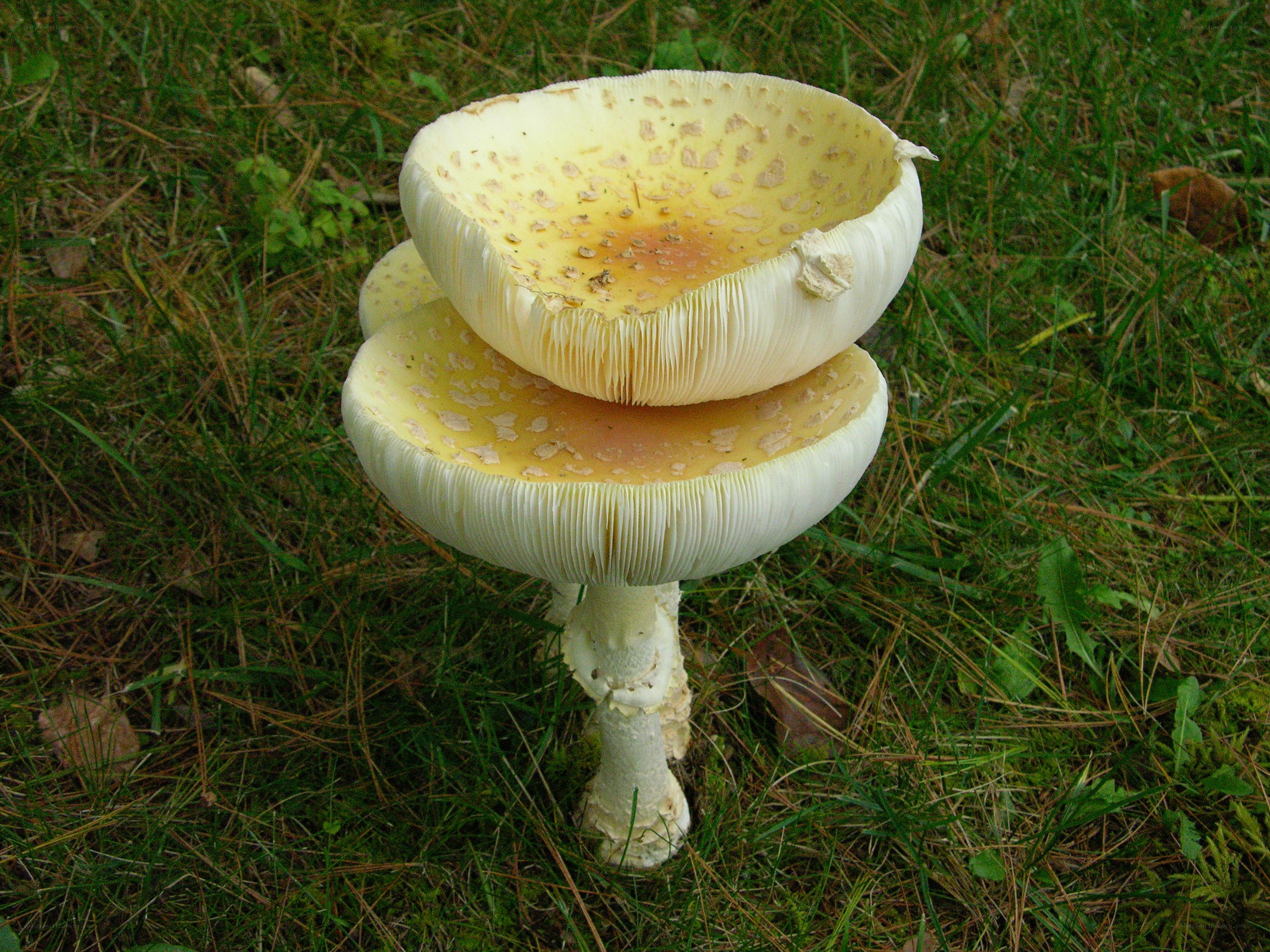 stacked mushrooms in grass