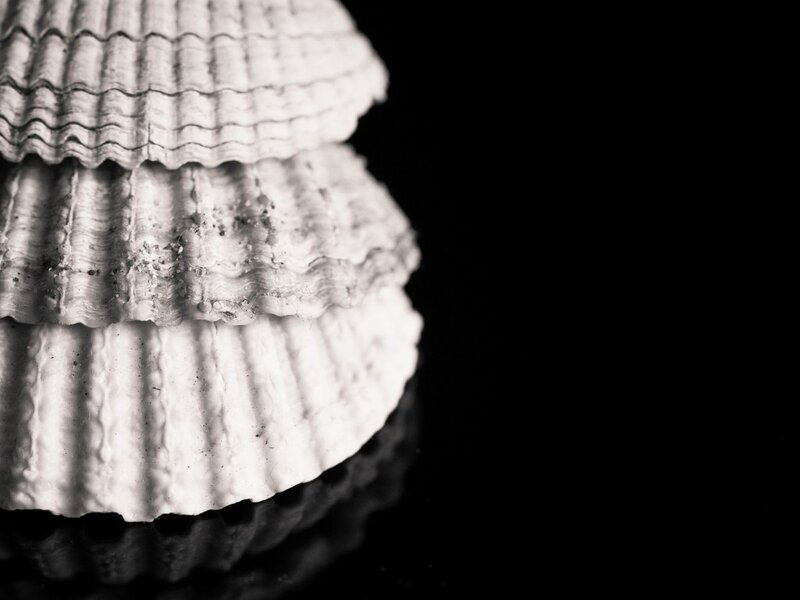 Stacked Seashells — Black