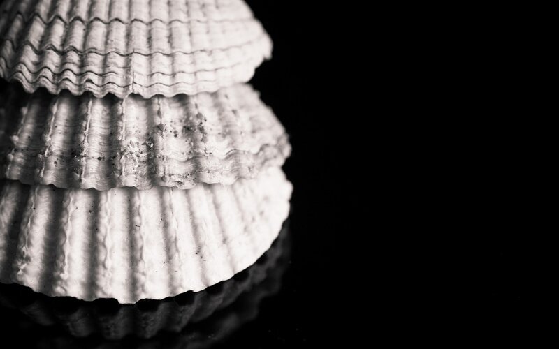 Stacked Seashells