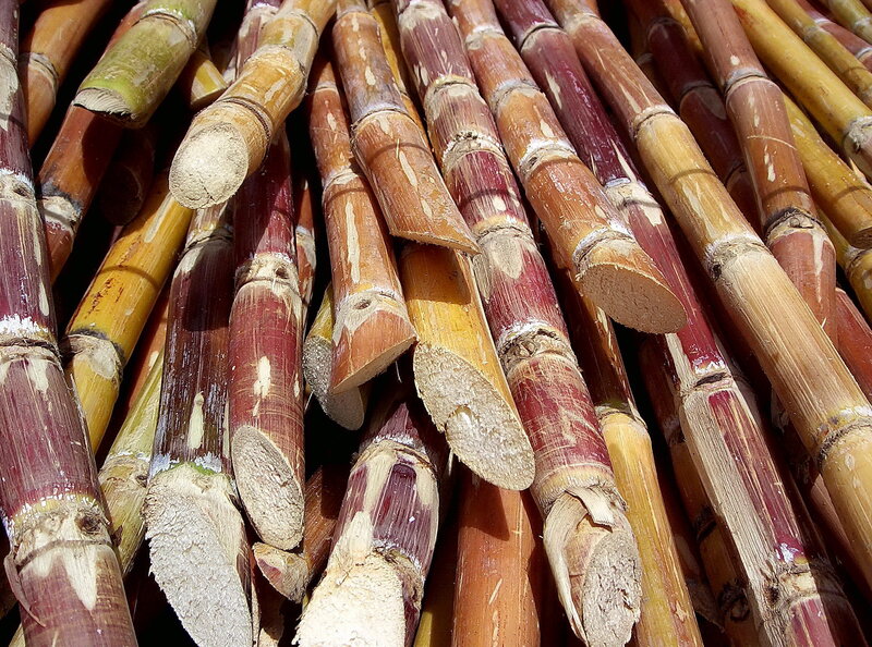 stacked sugarcane stalks