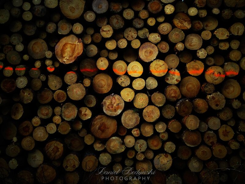 Stacked Tree Logs — Brown, Dramatic