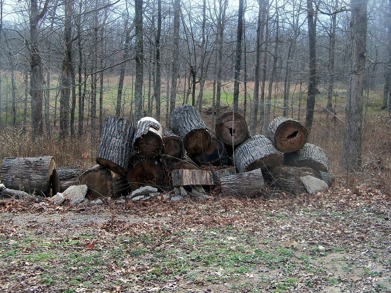 Stacked Tree Logs — Brown