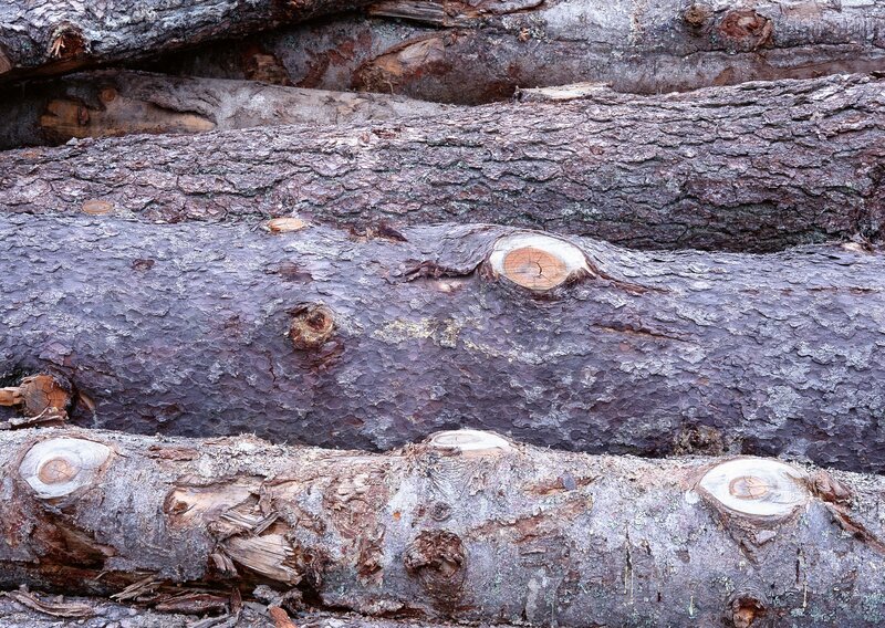 stacked tree logs