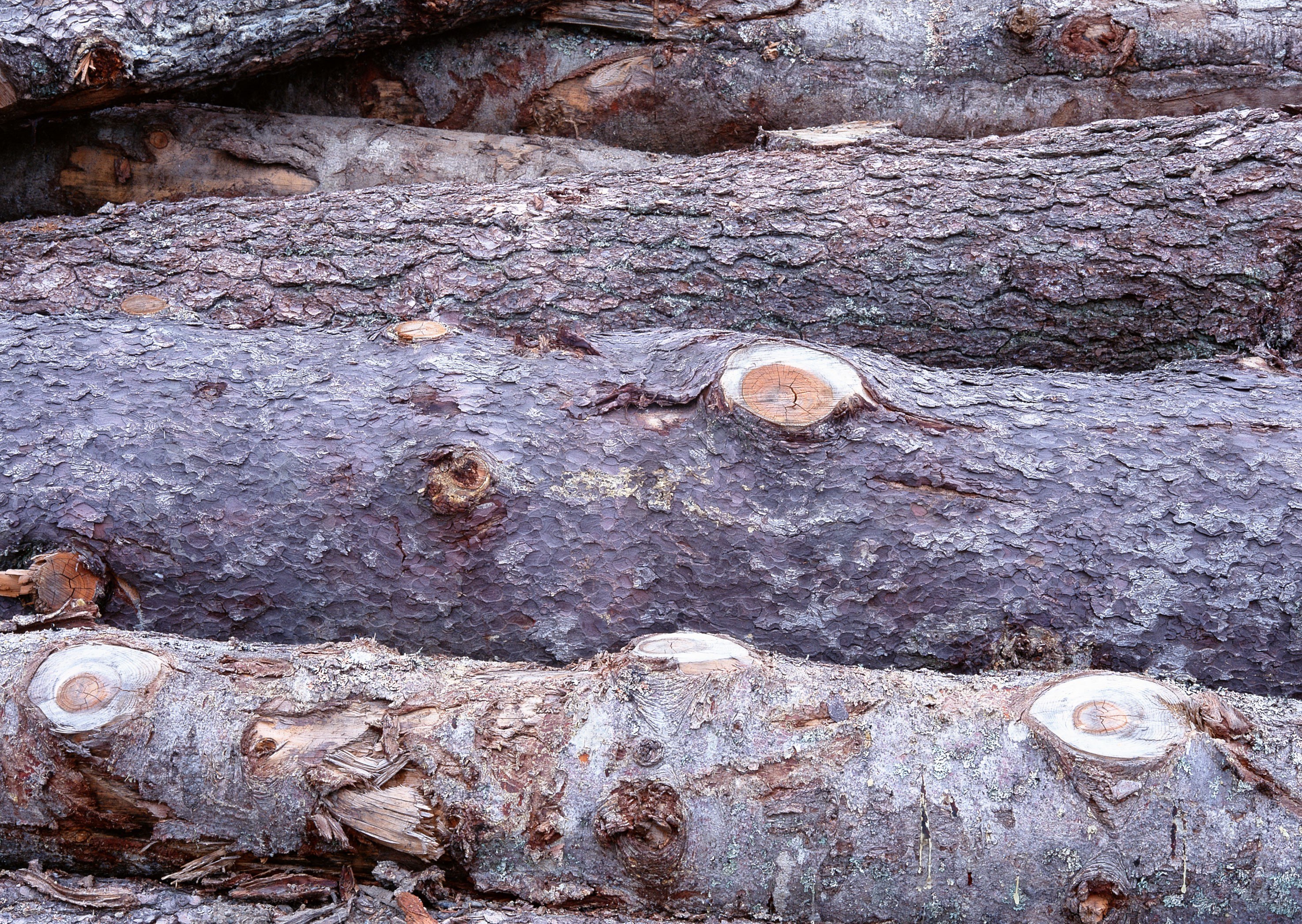 stacked tree logs