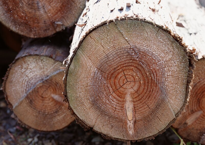 stacked tree trunks