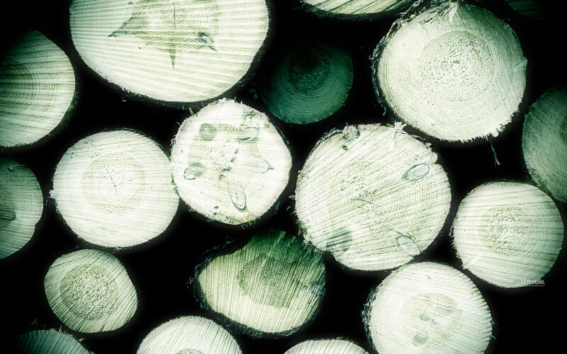 stacked wood logs