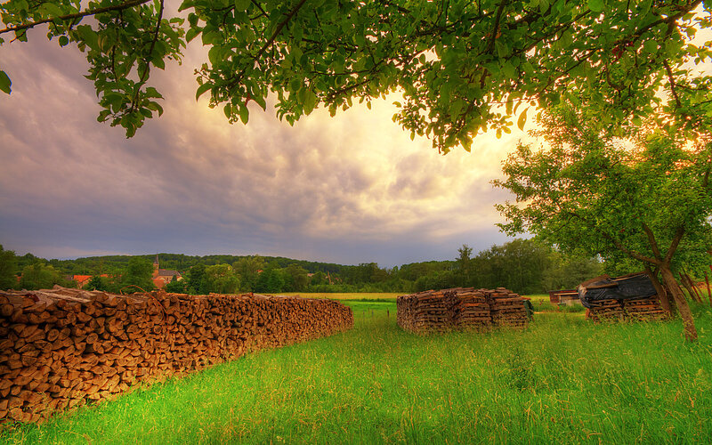 Stacks of Firewood in Field