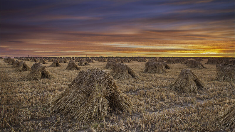 Stacks of Harvested Wheat