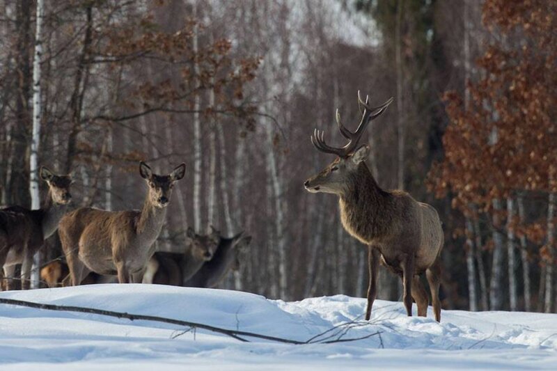 Stag and Deer in Snow