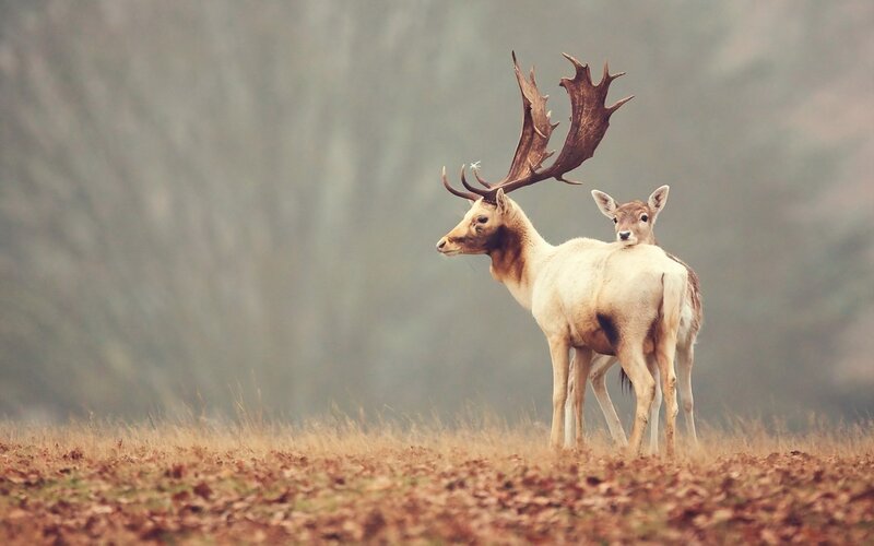 Stag and Fawn in Field — Brown