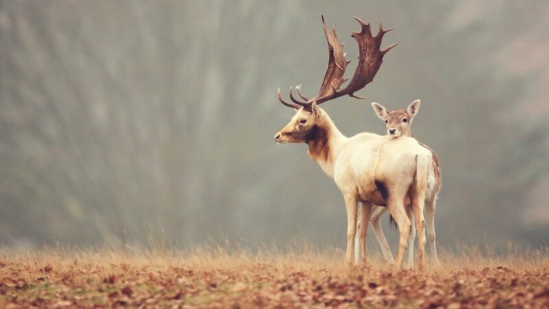 Stag and Fawn in Field