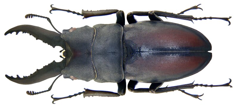 Stag Beetle — Black