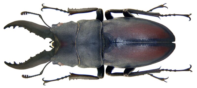 Stag beetle from above