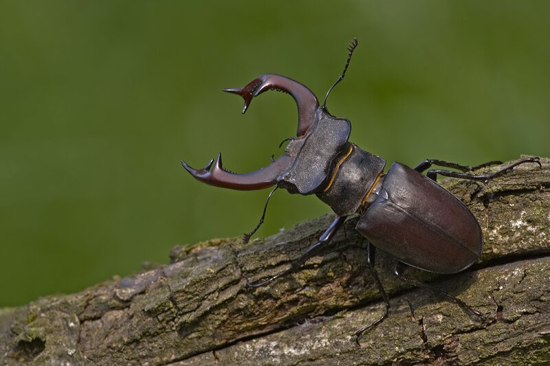 stag beetle on a branch