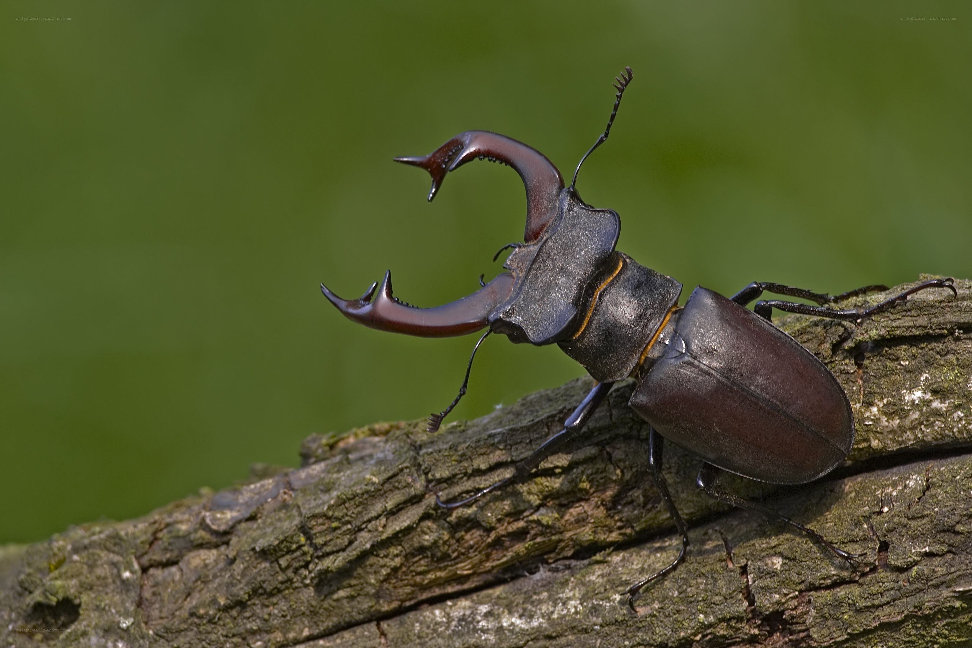 stag beetle on a branch