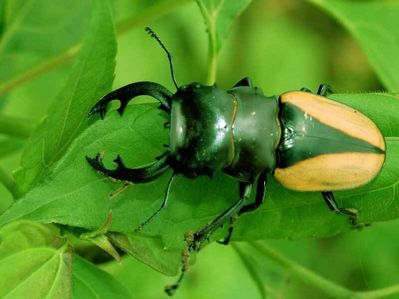 stag beetle on a leaf