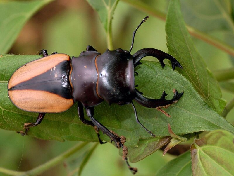stag beetle on a leaf
