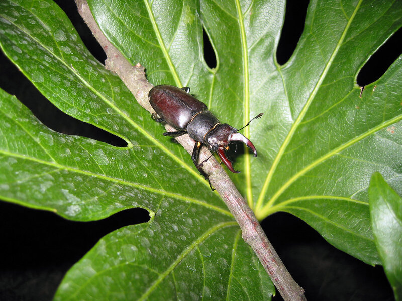 Stag beetle on a leaf