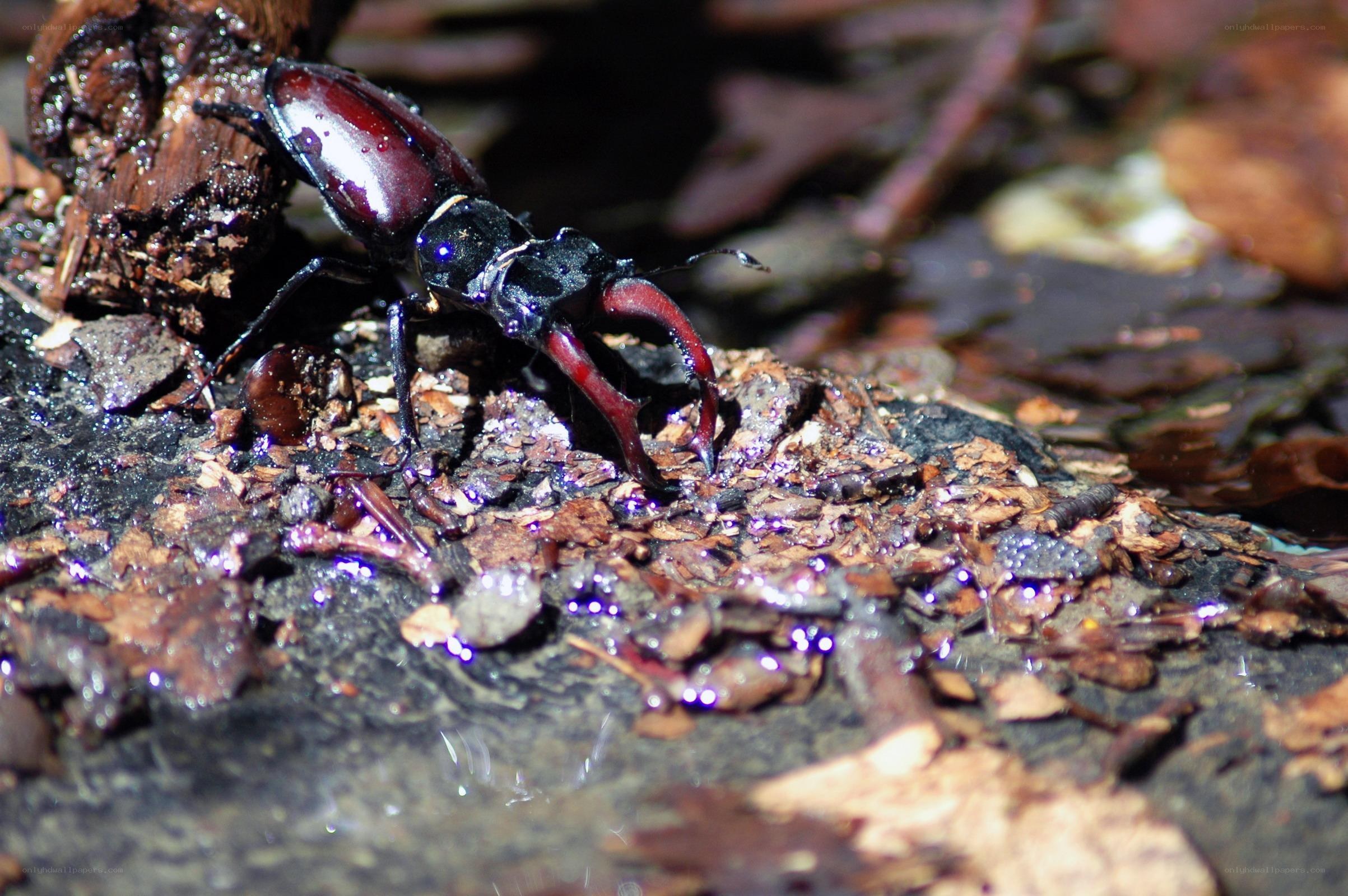 stag beetle on damp ground