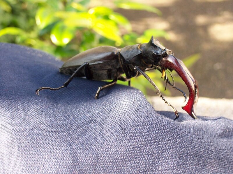 stag beetle on fabric
