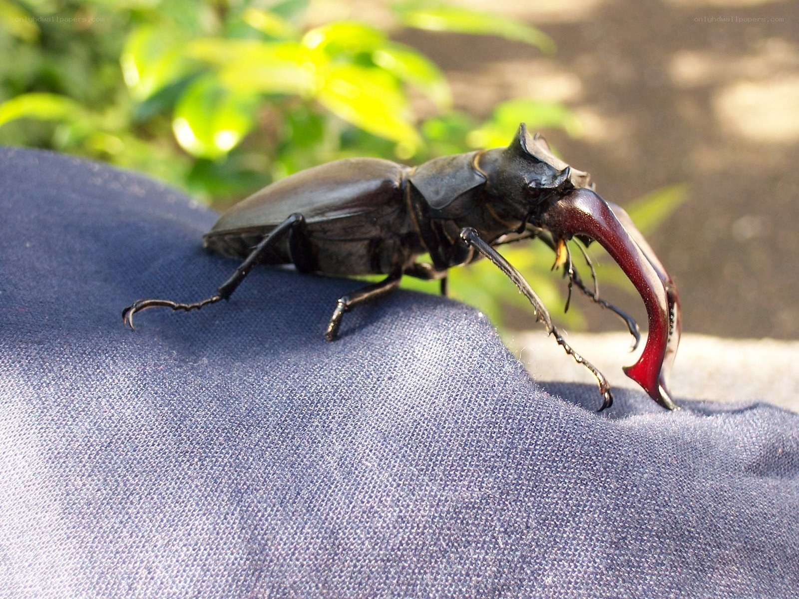 stag beetle on fabric