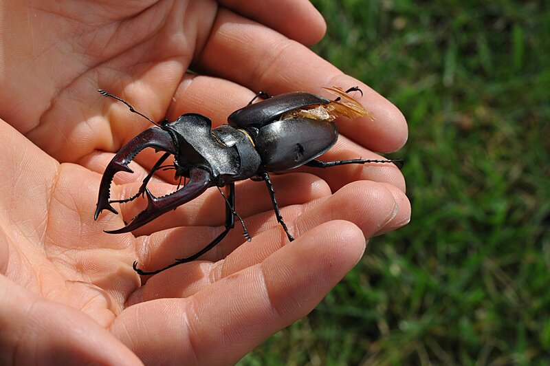 Stag beetle on hand