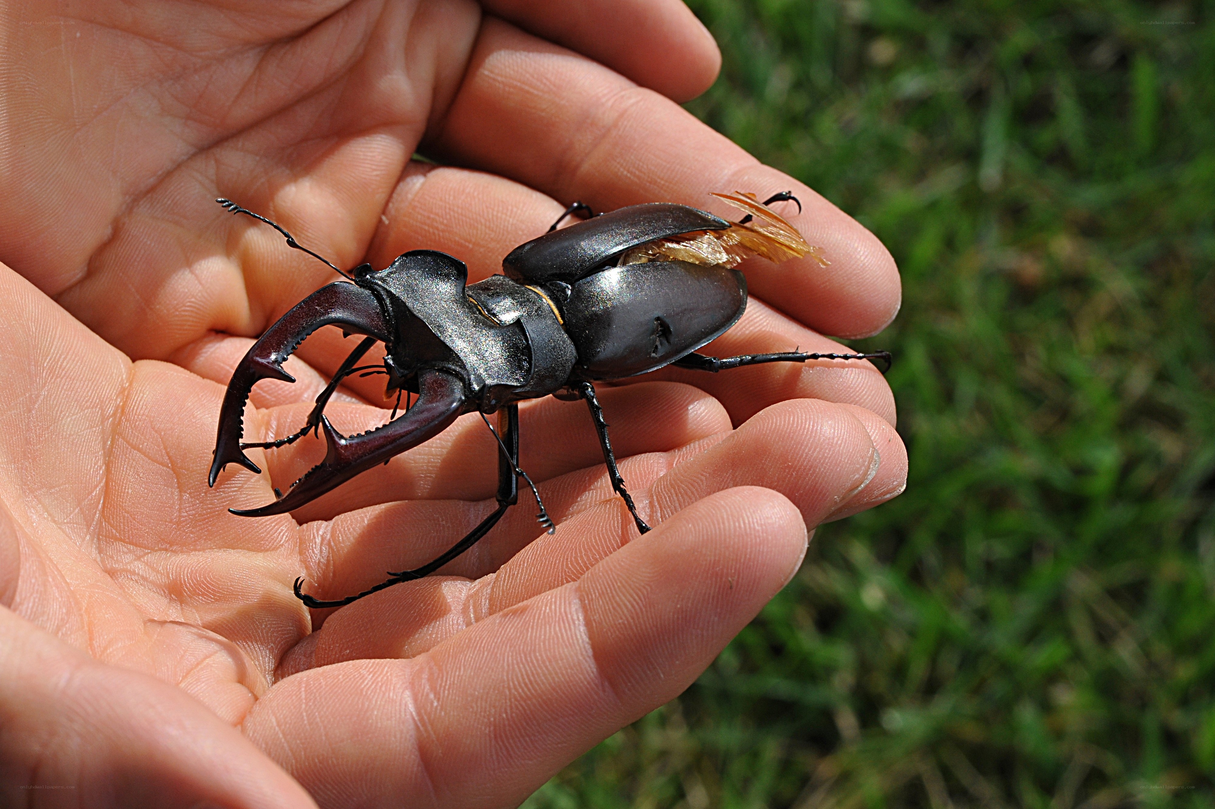 Stag beetle on hand