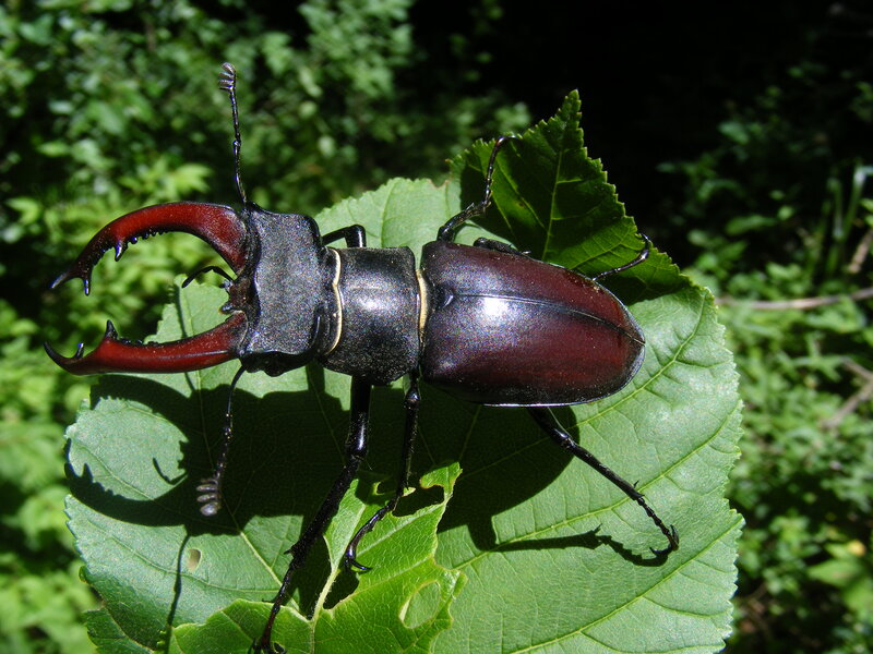Stag Beetle on Leaf