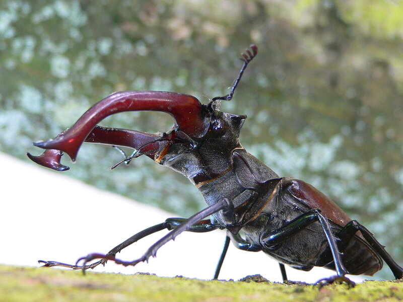 stag beetle on moss