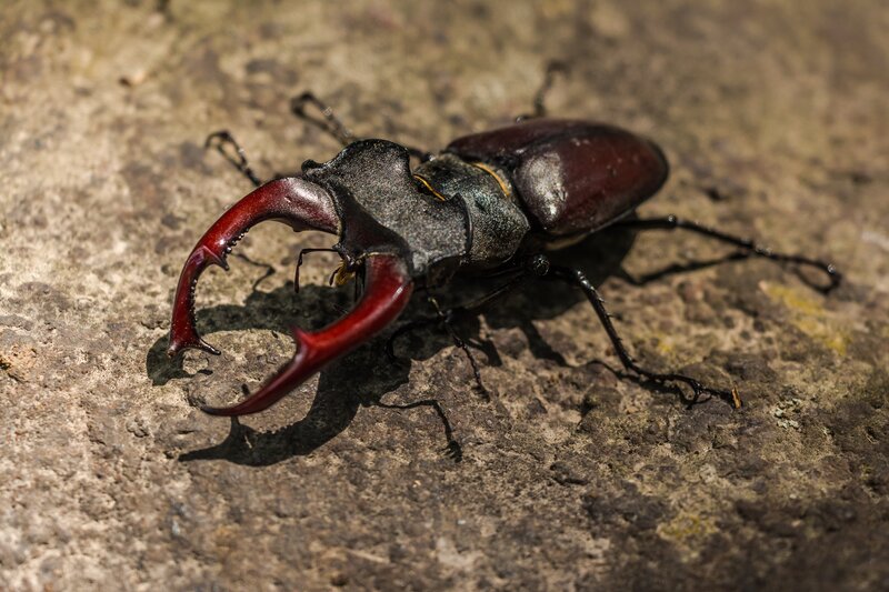Stag Beetle on Rock