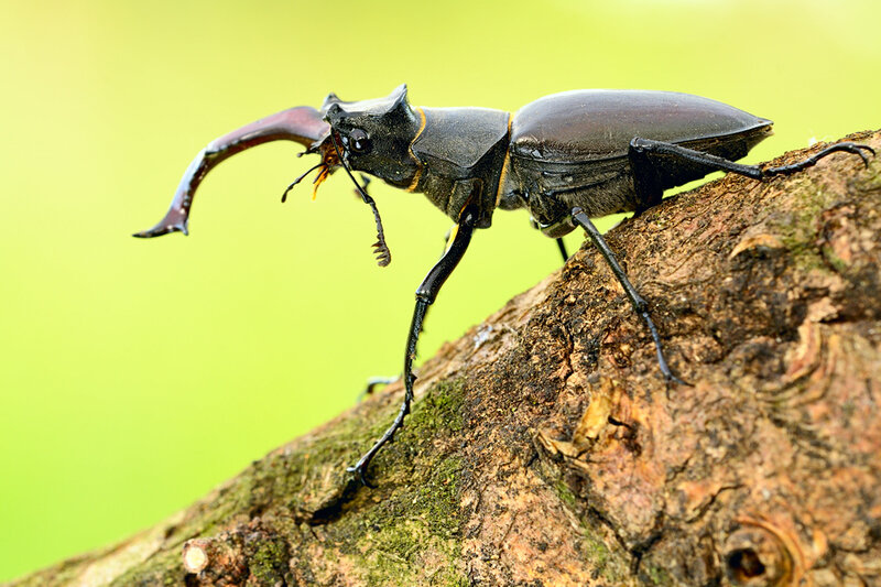 Stag Beetle on Tree Bark — Black
