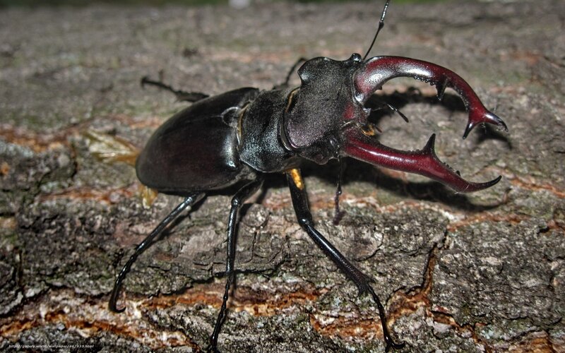 stag beetle on tree bark
