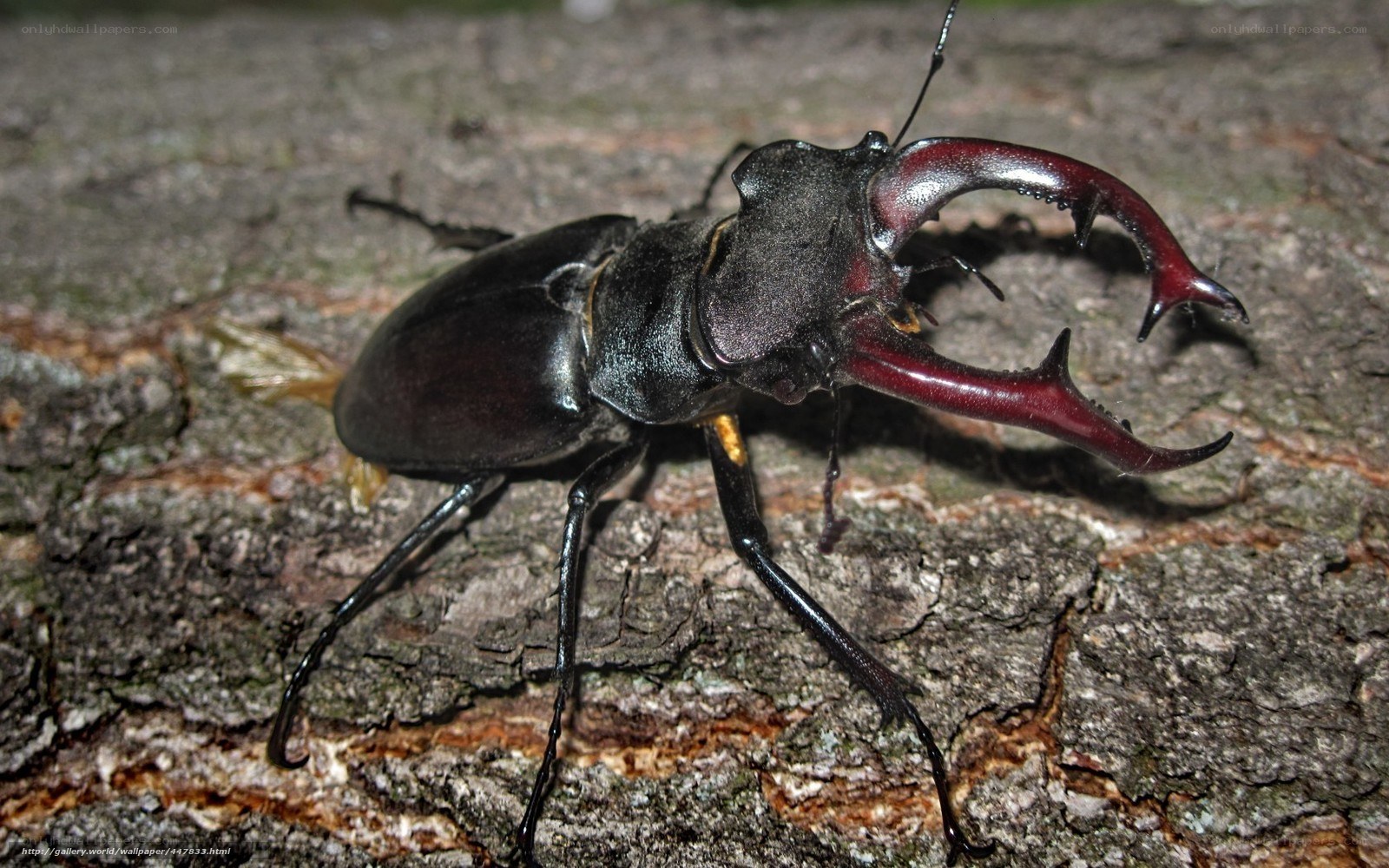 stag beetle on tree bark