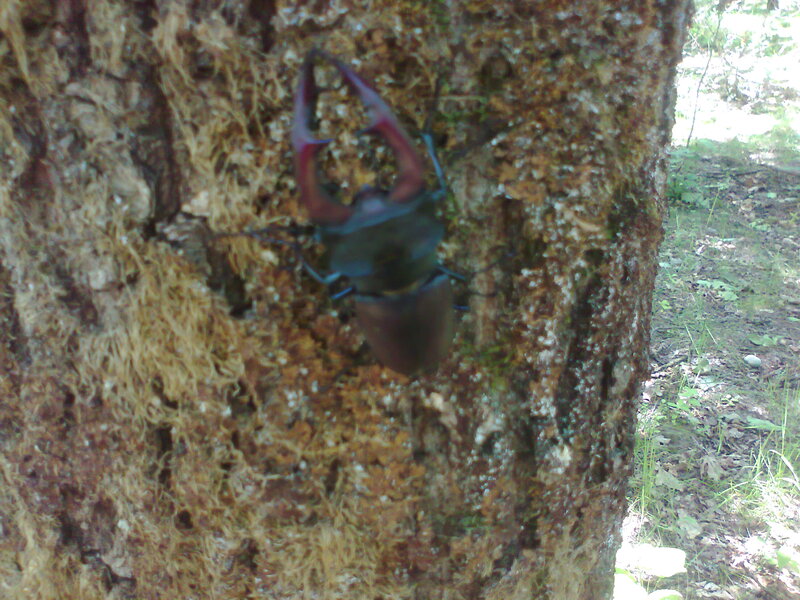 Stag Beetle on Tree