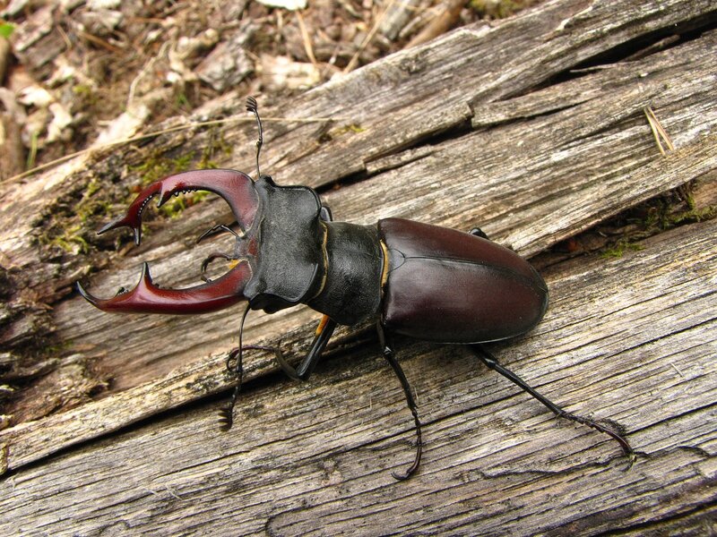 stag beetle on weathered wood