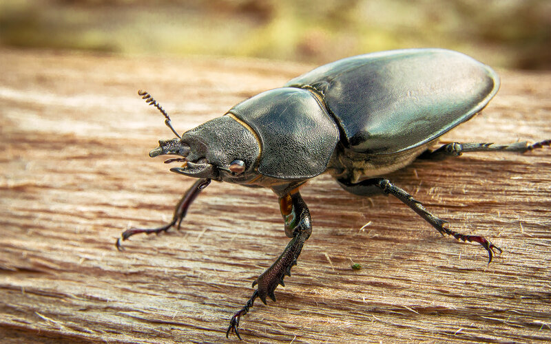 Stag Beetle on Wood